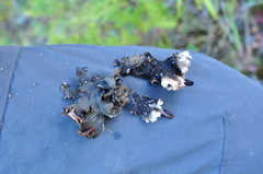Peltigera kristinssonii