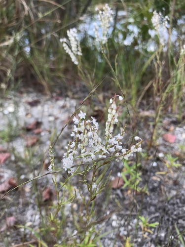 Coastal jointweed (Polygonella articulata)