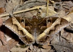 Cyligramma disturbans