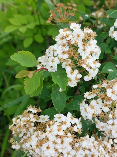 Spiraea betulifolia iNat (2)