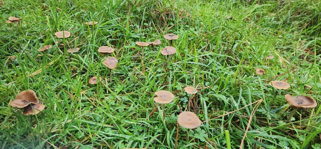 Psilocybe subaeruginosa · May 2025 · photo: © rotceh_dnih (iNaturalist, cc-by)