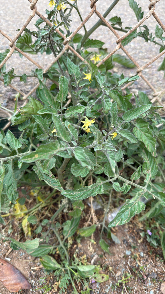 Solanum lycopersicum