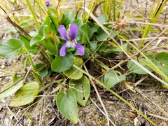 Viola nephrophylla