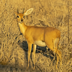 Raphicerus campestris steinhardti
