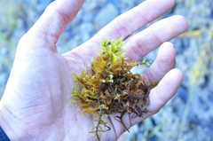 Tomentypnum nitens