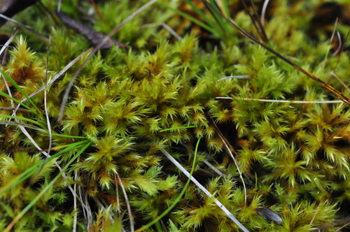 Family Brachytheciaceae · iNaturalist