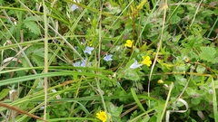 Campanula californica