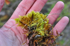 Tomentypnum nitens