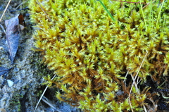 Tomentypnum nitens