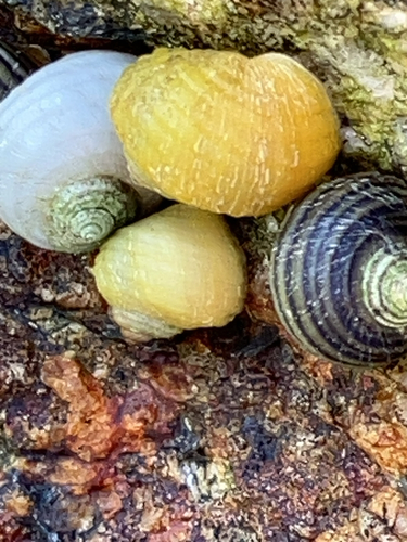 Littorina saxatilis