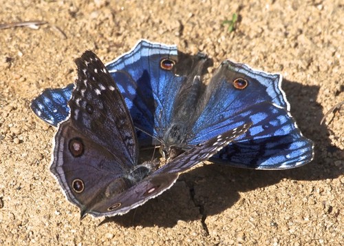 Royal Blue Pansy