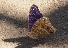 Junonia rhadama