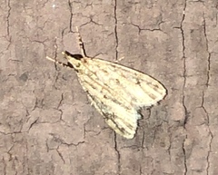 Eudonia strigalis