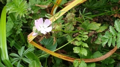 Sidalcea calycosa rhizomata
