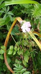 Sidalcea calycosa rhizomata