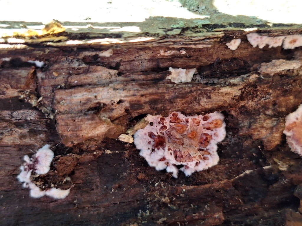 Punctularia atropurpurascens · May 2025 · photo: © rocio_pose (iNaturalist, cc-by)