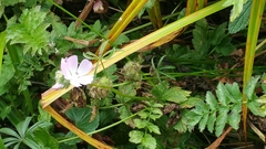 Sidalcea calycosa rhizomata