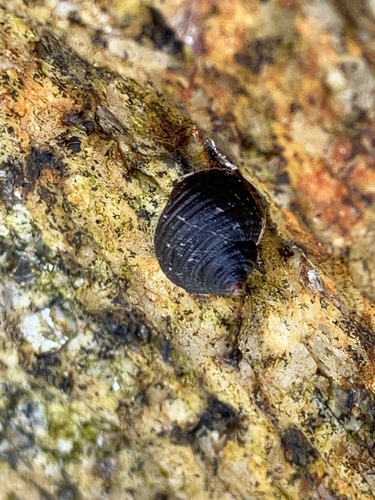 Littorina littorea