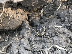 Erginulus subserialis