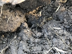 Erginulus subserialis