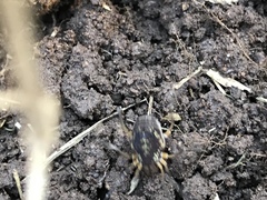 Erginulus subserialis