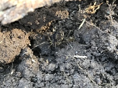 Erginulus subserialis