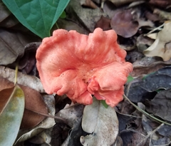 Cantharellus coccolobae