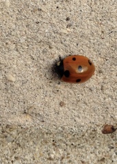 Coccinella septempunctata