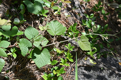 Vitis ficifolia iNat (2)