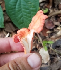 Cantharellus coccolobae