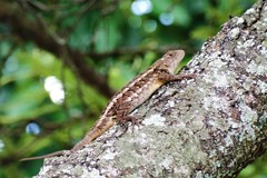 Sceloporus albiventris