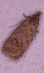 Dichomeris ventrellus