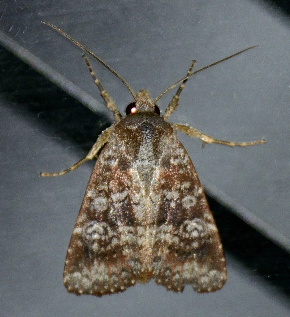 Eriopyga mucorea