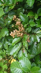 Aglaia rimosa