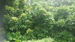 Aglaia rimosa