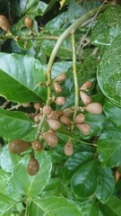 Aglaia rimosa