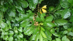 Aglaia rimosa