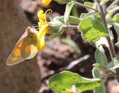 Colias meadii