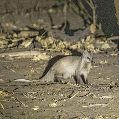 Paracynictis selousi