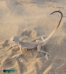 Blacktail Toadhead Agama photo 5