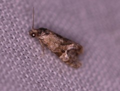 Cochylis