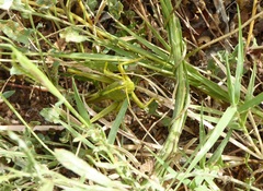 Schistocerca alutacea
