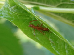 Heterachthes quadrimaculatus
