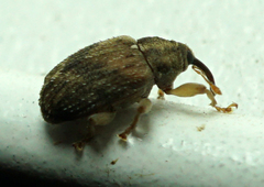 Lignyodes bischoffi