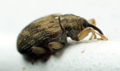 Lignyodes bischoffi