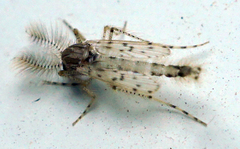 Tanypodinae