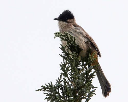 Brown-breasted Bulbul