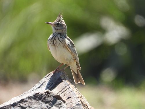 Crested Lark