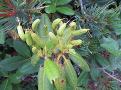 Rhododendron brachycarpum