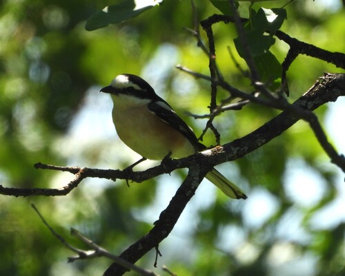 Masked Shrike